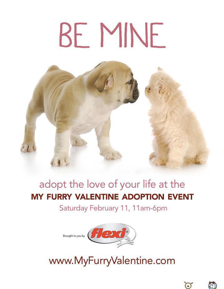 My Furry Valentine 2012 - Pet Adoption Event - Cincinnati